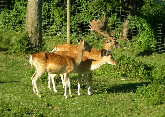 Adler بيت ضيافة 3*
